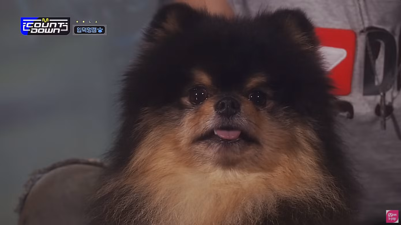 Không chỉ vậy, Yeontan thậm chí còn trở thành thú cưng đầu tiên của idol K-Pop có hẳn fancam do nhà đài tung ra.