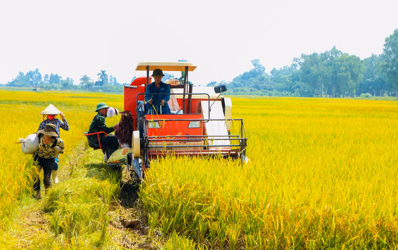 Tại xã Đại Mạch huyện Đông Anh, nông dân tranh thủ gặt lúa từ sáng sớm và chiều muộn để tránh nắng nóng gay gắt. Tại xã Đại Mạch huyện Đông Anh, nông dân tranh thủ gặt lúa từ sáng sớm và chiều muộn để tránh nắng nóng gay gắt.