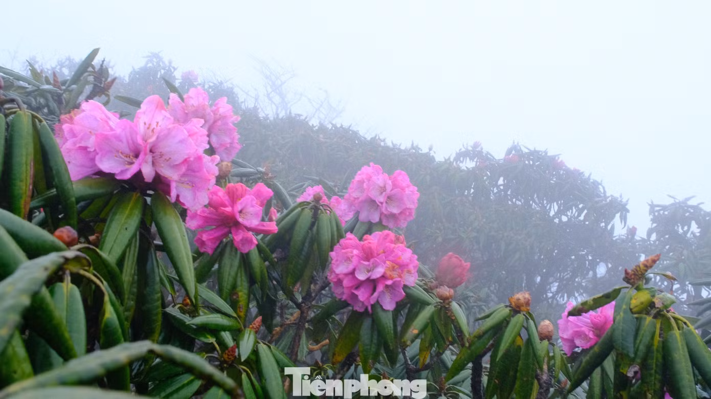Tháng 4 là mùa hoa đỗ quyên bung nở rực rỡ khắp núi rừng.