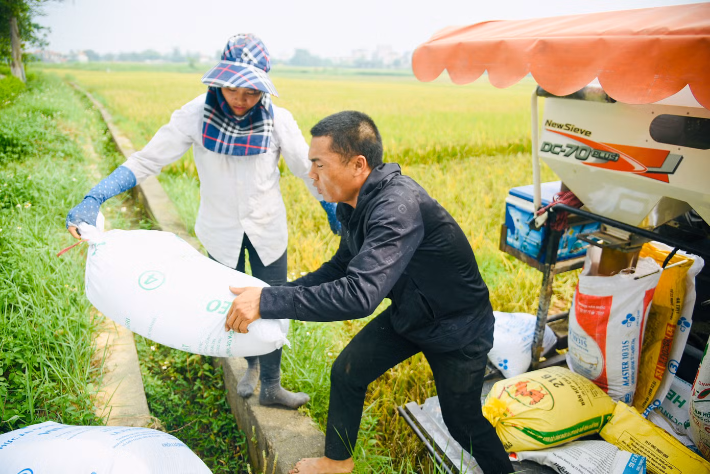 Vào mùa gặt, phụ nữ trong gia đình sẽ đảm nhiệm việc gặt... Vào mùa gặt, phụ nữ trong gia đình sẽ đảm nhiệm việc gặt...