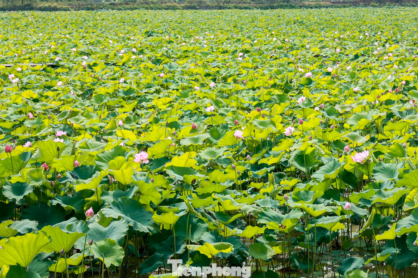 Đứng trước cái nắng “như thiêu như đốt” của mùa hè thì sắc hồng của hoa sen dường như xua tan nắng nóng và làm mọi người được thư giản hơn.