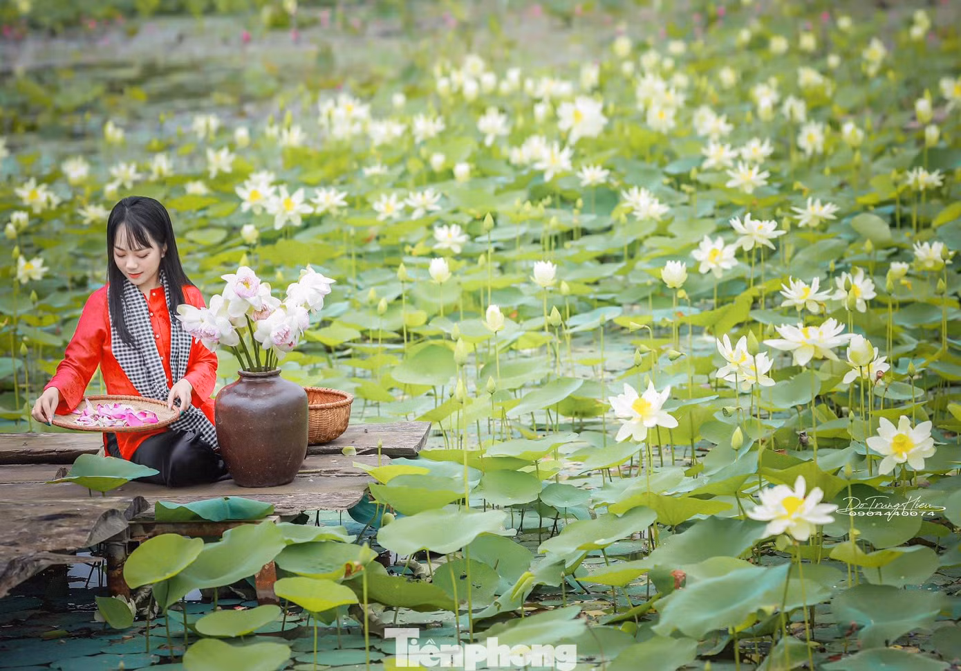 Mỗi dịp mùa sen nở, các đầm sen nơi đây lại là nơi thu hút rất nhiều các bạn trẻ gần xa đến check-in.