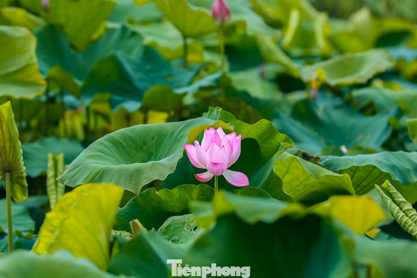 Sen là một loài hoa mang vẻ đẹp đơn giản nhưng có sức cuốn hút mãnh liệt, thường có 2 loại chính là hồng liên - màu hồng và bạch liên - màu trắng.