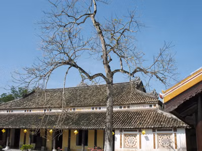 Cây ngô đồng ở trước điện Cần Chánh và nhà Hữu Vu . Ảnh: Thanh Tùng