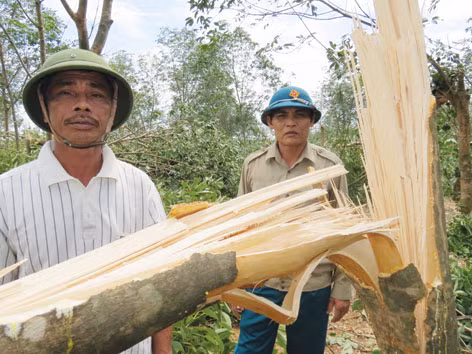 Ông Đoan thề là không đắm đuối với cây cao su nữa vì nó làm gia đình ông kiệt quệ, đau yếu. Ảnh: H.N
