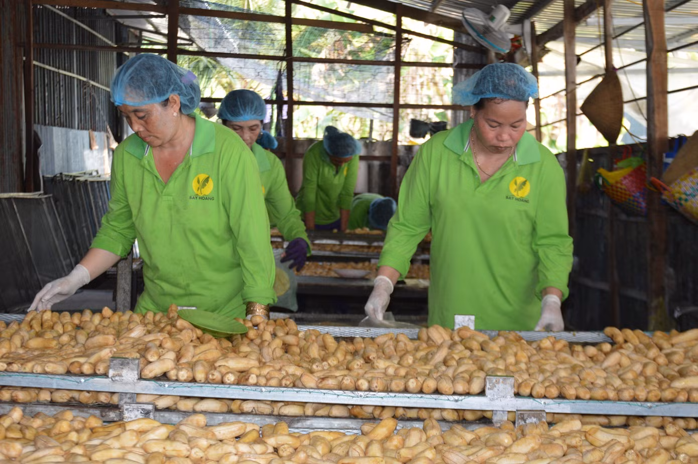 Chị Nguyễn Kiều Tiên, ở ấp 10B, xã Trần Hợi có 10 năm theo nghề ép chuối khô, cho biết dịp giáp Tết nhiều ngày phải làm đến 1-2h mới kịp đơn hàng. Mỗi ngày chị kiếm khoảng 200.000 đồng tiền công. Chị Nguyễn Kiều Tiên, ở ấp 10B, xã Trần Hợi có 10 năm theo nghề ép chuối khô, cho biết dịp giáp Tết nhiều ngày phải làm đến 1-2h mới kịp đơn hàng. Mỗi ngày chị kiếm khoảng 200.000 đồng tiền công.