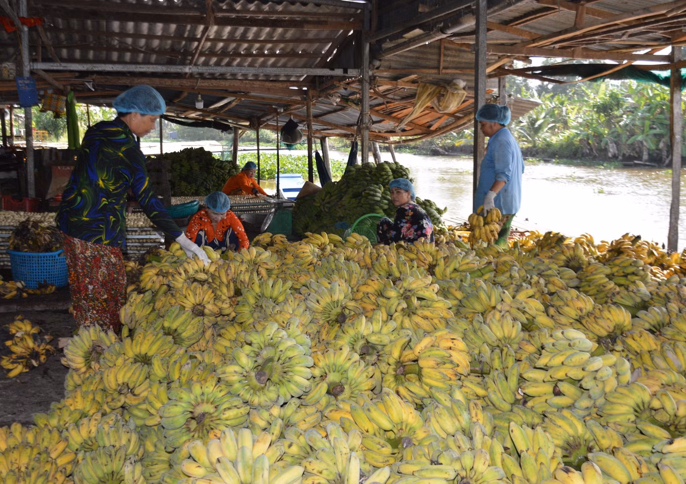 Nghề ép chuối khô tạo việc làm cho hàng chục lao động nhàn rỗi tại địa phương với mức lương 4-6 triệu đồng mỗi tháng. Nghề ép chuối khô tạo việc làm cho hàng chục lao động nhàn rỗi tại địa phương với mức lương 4-6 triệu đồng mỗi tháng.