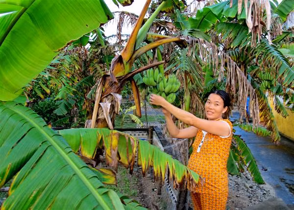 Chị Lương Thị Tình (đang mang bầu) bên cạnh vườn cây nhà mình