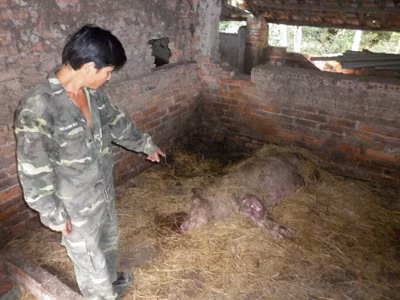 Nhiều người dân không tin tưởng vào dịch vụ thú y cấp xã vì dịch bệnh vẫn xảy ra liên miên. Ảnh: Đức Trung