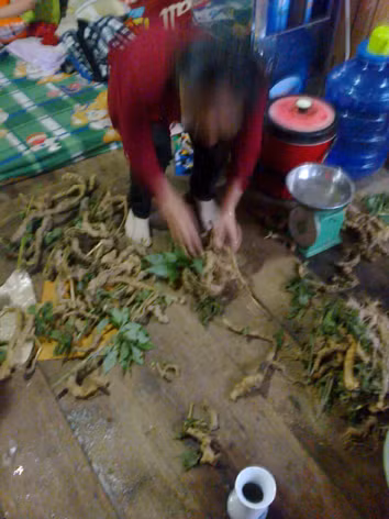Một điểm bán sâm Ngọc Linh giả ở Đăk Tô, Kon Tum. Một điểm bán sâm Ngọc Linh giả ở Đăk Tô, Kon Tum