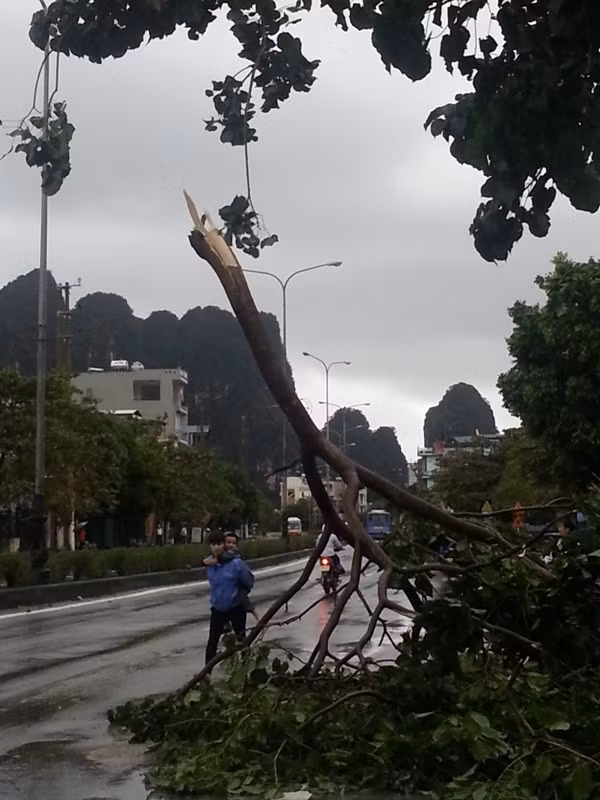 Bão làm gãy đổ nhiều cây cối 