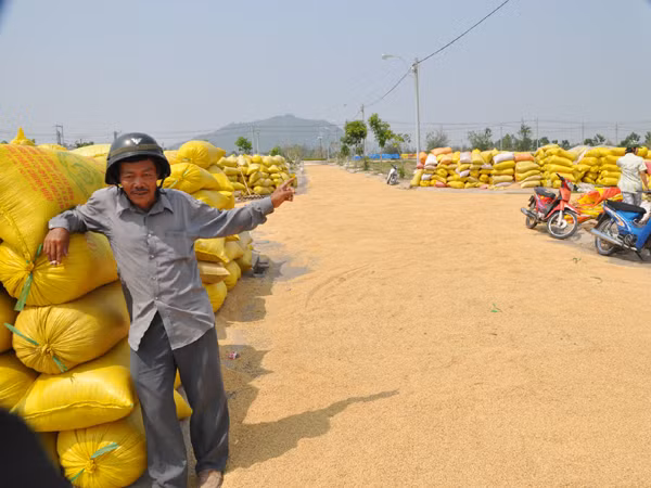 Với cách mua tạm trữ như hiện nay, chỉ các thành viên VFA và thương lái được lợi (trong ảnh: Một bãi tập kết lúa ở Châu Đốc, An Giang). Với cách mua tạm trữ như hiện nay, chỉ các thành viên VFA và thương lái được lợi (trong ảnh: Một bãi tập kết lúa ở Châu Đốc, An Giang)