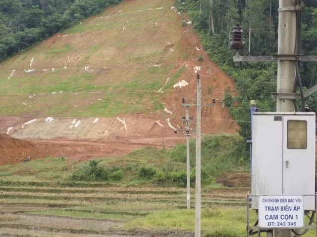 Loại “cỏ lạ” nhập khẩu trái phép đang được nhà thâu Trung Quốc trồng tại gói thầu A7 dự an cao tốc Hà Nội – Lào Cai