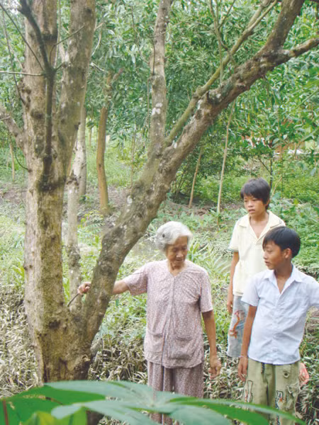 Bà Nguyễn Thị Năm (xã Tam An, huyện Long Thành) bên vườn dâu hơn chục năm tuổi đã chết rụi, nhưng với kết quả của Viện Môi trường tài nguyên thì chưa thể xác định nguyên nhân cây chết Ảnh: M.T 