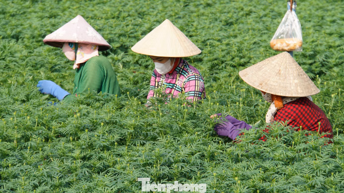 Nông dân tỉa cành chuẩn bị cho những bông cúc vạn thọ khoe sắc. Ảnh: Hòa Hội