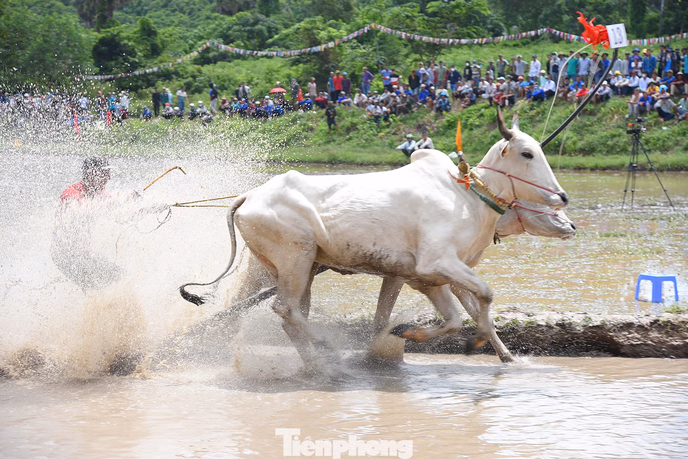 Hội đua bò chùa Rô cũng chào mừng Lễ Sen Dolta 2023 - một trong ba Tết cổ truyền của đồng bào dân tộc Khmer. Đây còn gọi là lễ cúng ông bà, nhằm tưởng nhớ đến công ơn và cầu phước cho linh hồn của các bậc sinh thành, những người trong thân tộc quá cố và tri ân tổ tiên đã khai phá đất đai, phù hộ cho phum, sóc được bình an, thịnh vượng. Ảnh: Hoà Hội.