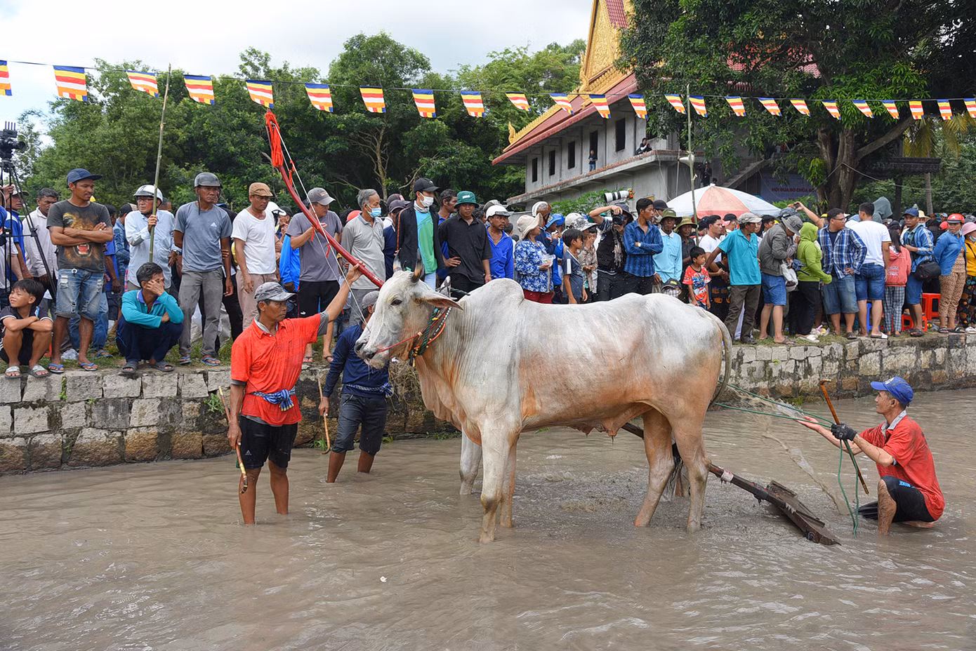 Đôi bò của anh Phúc vượt qua 25 đôi bò khác để đoạt giải nhất. Ảnh: Hòa Hội. Đôi bò của anh Phúc vượt qua 25 đôi bò khác để đoạt giải nhất. Ảnh: Hòa Hội.