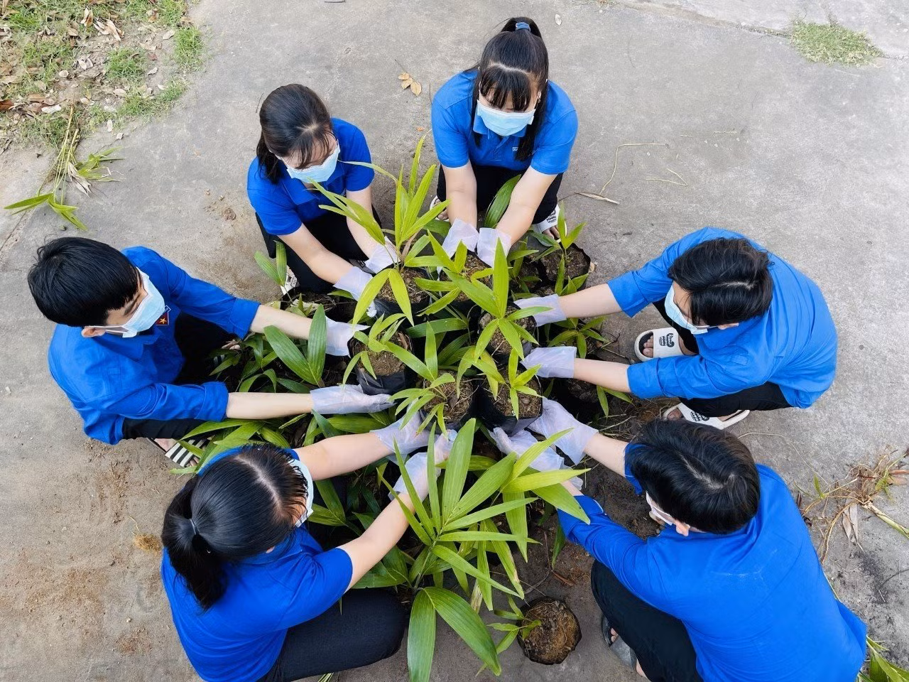 ĐVTN tham gia trồng cây xanh