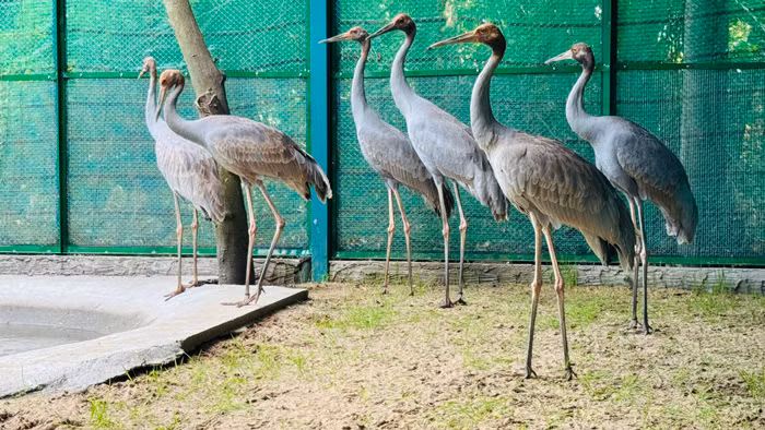 6 cá thể Sếu đầu đỏ từ Thái Lan nhập về cách ly, kiểm dịch tại Thảo Cầm Viên Sài Gòn.