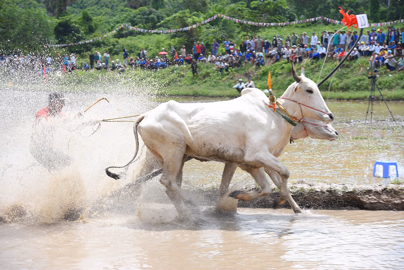Hội đua bò chùa Rô cũng chào mừng Lễ Sen Dolta 2023 - một trong ba Tết cổ truyền của đồng bào dân tộc Khmer. Đây còn gọi là lễ cúng ông bà, nhằm tưởng nhớ đến công ơn và cầu phước cho linh hồn của các bậc sinh thành, những người trong thân tộc quá cố và tri ân tổ tiên đã khai phá đất đai, phù hộ cho phum, sóc được bình an, thịnh vượng. Ảnh: Hoà Hội. Hội đua bò chùa Rô cũng chào mừng Lễ Sen Dolta 2023 - một trong ba Tết cổ truyền của đồng bào dân tộc Khmer. Đây còn gọi là lễ cúng ông bà, nhằm tưởng nhớ đến công ơn và cầu phước cho linh hồn của các bậc sinh thành, những người trong thân tộc quá cố và tri ân tổ tiên đã khai phá đất đai, phù hộ cho phum, sóc được bình an, thịnh vượng. Ảnh: Hoà Hội.