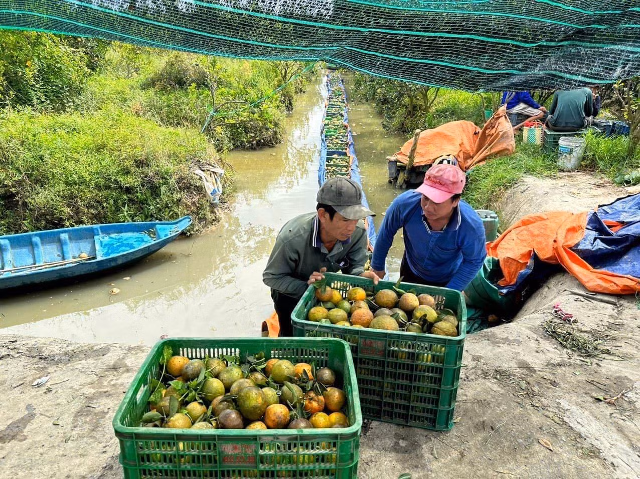 'Giải cứu' hàng trăm tấn cam sành của nông dân Vĩnh Long ảnh 1