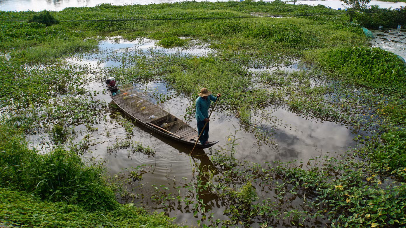 Người dân ở đầu nguồn huyện An Phú, An Giang đặt lọp bắt cá. Ảnh: Hòa Hội. Người dân ở đầu nguồn huyện An Phú, An Giang đặt lọp bắt cá. Ảnh: Hòa Hội.