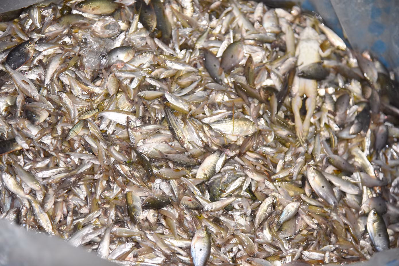 Người dân đánh bắt cá trên đồng lũ ở khu vực biên giới An Giang. Ảnh: Hòa Hội.