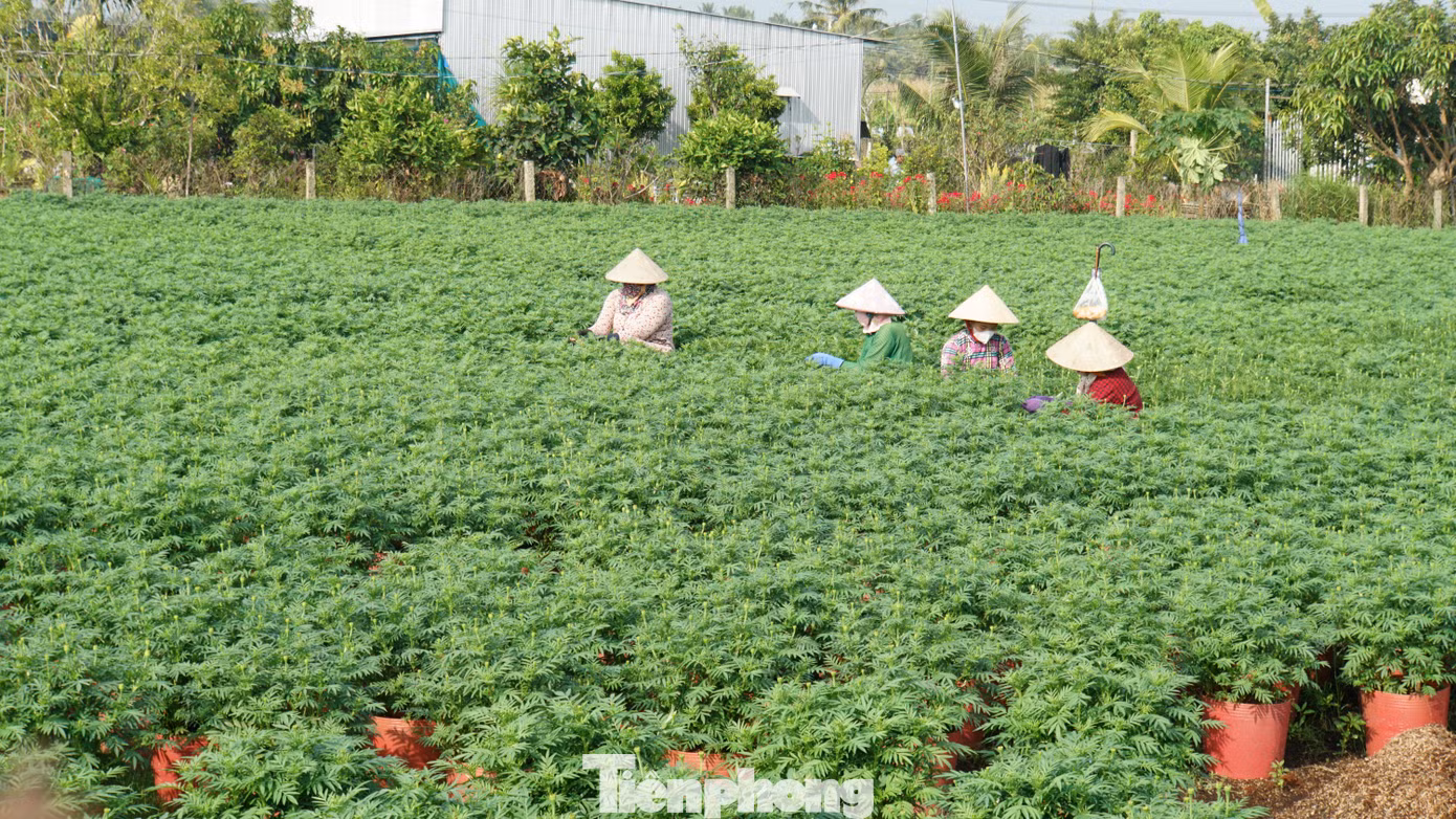 Toàn huyện Chợ Lách có tổng diện tích 1.538ha trồng hoa, với trên 8.000 hộ sản xuất cung ứng hàng năm cho các tỉnh từ 17 - 20 triệu cây giống, hoa kiểng các loại. Ảnh: Hòa Hội