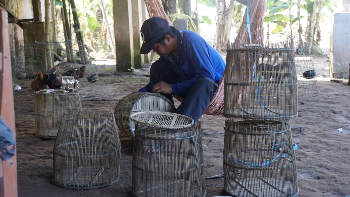Người dân đang làm lọp cá linh. Ảnh: Hòa Hội. Người dân đang làm lọp cá linh. Ảnh: Hòa Hội.