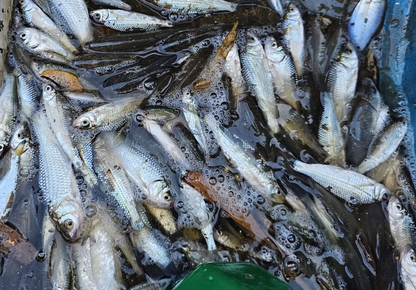Trung bình mỗi ngày, người dân thả lưới thu được 1-2kg chạch đồng, có hôm trúng được 3 - 4kg nhưng rất hiếm, bán giá 120.000 đồng/kg. Ảnh: Hòa Hội. Trung bình mỗi ngày, người dân thả lưới thu được 1-2kg chạch đồng, có hôm trúng được 3 - 4kg nhưng rất hiếm, bán giá 120.000 đồng/kg. Ảnh: Hòa Hội.