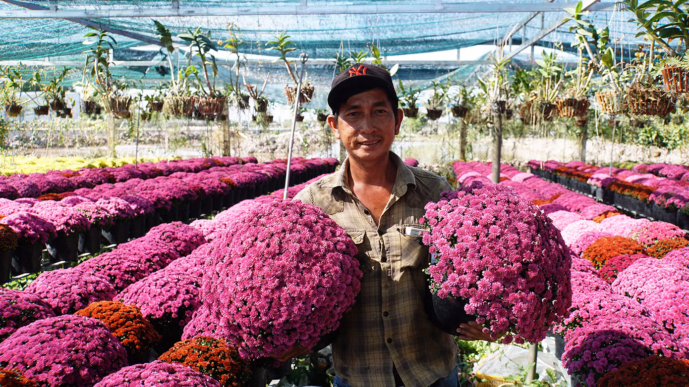 Đây là lần đầu Tổ hợp tác hoa kiểng khóm Tân An trình làng giống hoa mới tại thủ phủ hoa Sa Đéc này. Ảnh: Hòa Hội.