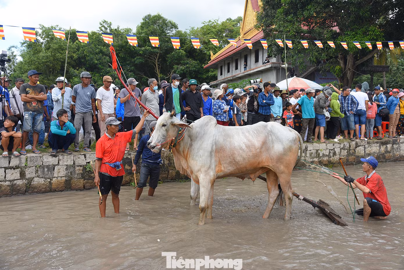 Đôi bò của anh Phúc vượt qua 25 đôi bò khác để đoạt giải nhất. Ảnh: Hòa Hội.