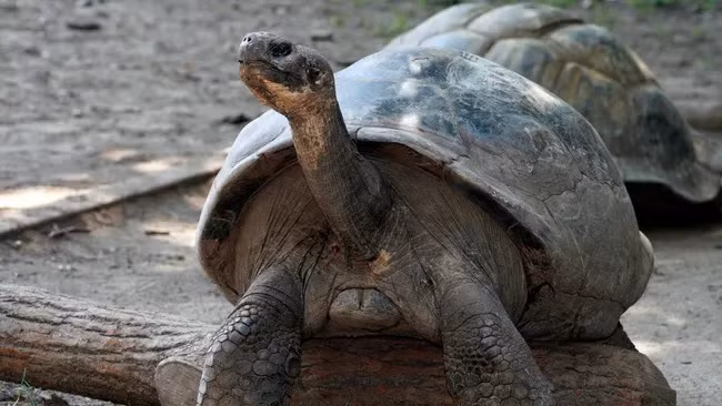 Mommy là một loài rùa biển Phía Tây Santa Cruz Galápagos đang bị đe dọa nghiêm trọng, đã được nuôi tại Vườn thú Philadelphia từ năm 1932. (Ảnh: Vườn thú Philadelphia) Mommy là một loài rùa biển Phía Tây Santa Cruz Galápagos đang bị đe dọa nghiêm trọng, đã được nuôi tại Vườn thú Philadelphia từ năm 1932. (Ảnh: Vườn thú Philadelphia)