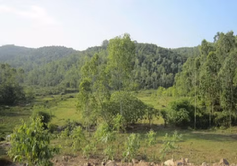 Khu vực đồi keo