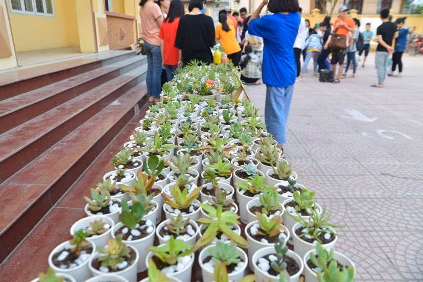 Lượng cây sen đá được Ban tổ chức chuẩn bị cho buổi quy đổi giấy năm ngoái.