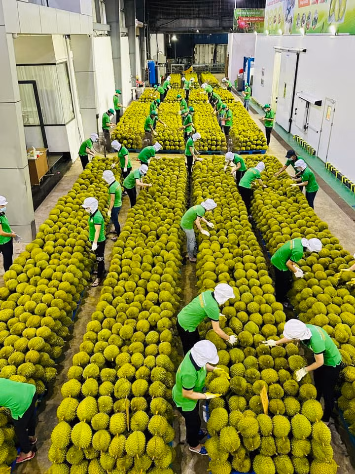 Sầu riêng được kỳ vọng mang về 1 tỷ USD trong năm 2023 (ảnh tại công ty Chánh Thu).