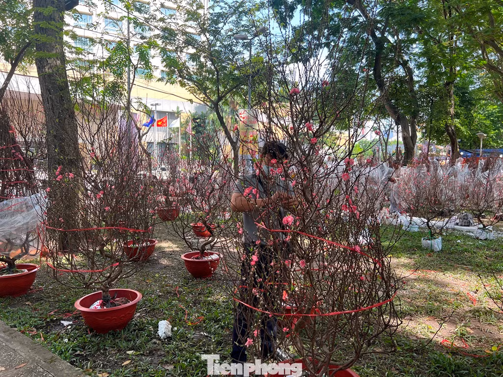 Đào năm nay đẹp, giá rẻ hơn 50% so với năm ngoái nhưng vắng khách mua