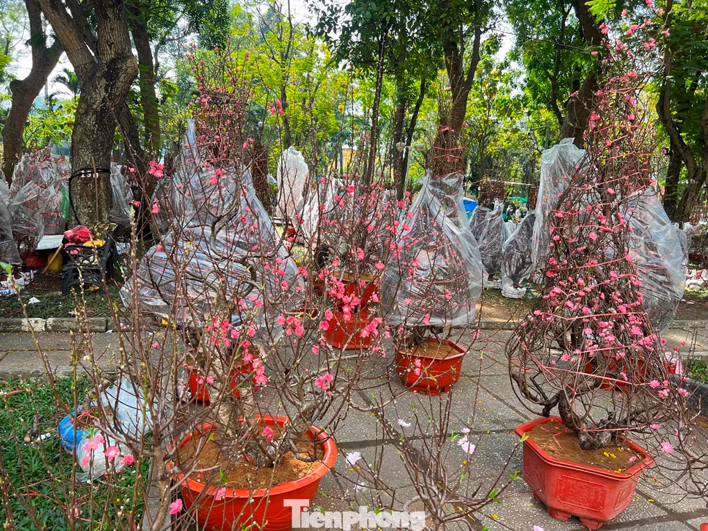 Đào khoe sắc thắm nhưng có nguy cơ ép rác vì không có khách mua.