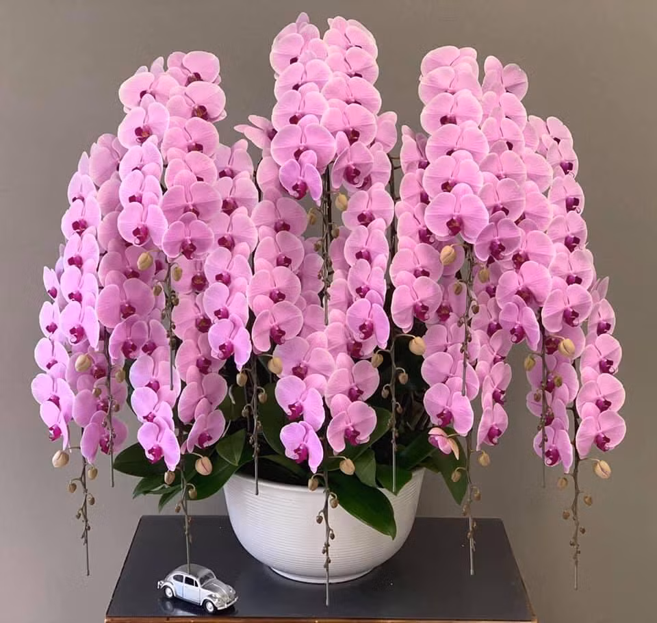 Lan Hồ Điệp Hà Nội - Đơn vị số 1 chuyên phân phối lan Đà Lạt hiện nay Lan Hồ Điệp Hà Nội - Đơn vị số 1 chuyên phân phối lan Đà Lạt hiện nay