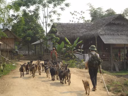 Để tránh nắng nóng dữ dội, ngay từ sớm người dân các bản làng khu vực miền Tây xứ Nghệ đã lùa gia súc vào rừng.