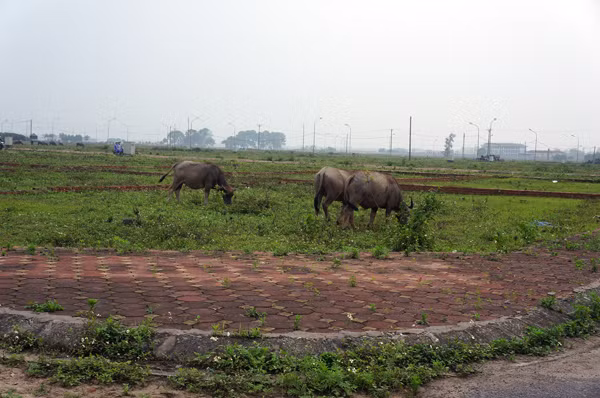 Trở thành bãi chăn thả trâu, bò