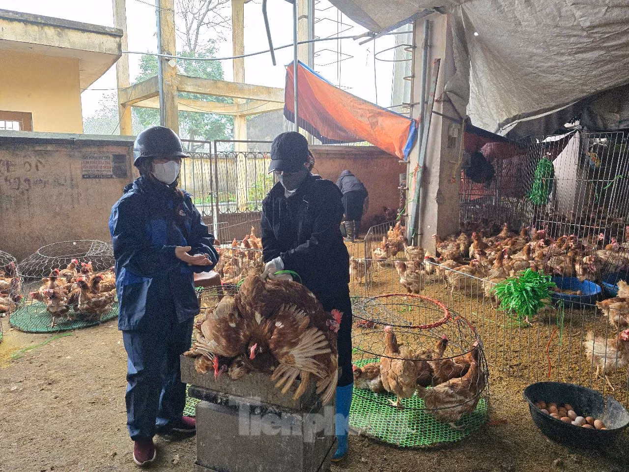 Do số lượng gia cầm lớn nên công tác kiểm tra, kiểm soát dịch bệnh được đặc biệt quan tâm. Ông Chung cho biết, gia cầm về chợ đều có giấy kiểm dịch từ các tỉnh và hồ sơ chứng minh nguồn gốc theo quy định. Hàng tháng, chợ đều tổ chức vệ sinh, thu gom rác thải, phun khử trùng môi trường toàn chợ. Do số lượng gia cầm lớn nên công tác kiểm tra, kiểm soát dịch bệnh được đặc biệt quan tâm. Ông Chung cho biết, gia cầm về chợ đều có giấy kiểm dịch từ các tỉnh và hồ sơ chứng minh nguồn gốc theo quy định. Hàng tháng, chợ đều tổ chức vệ sinh, thu gom rác thải, phun khử trùng môi trường toàn chợ.