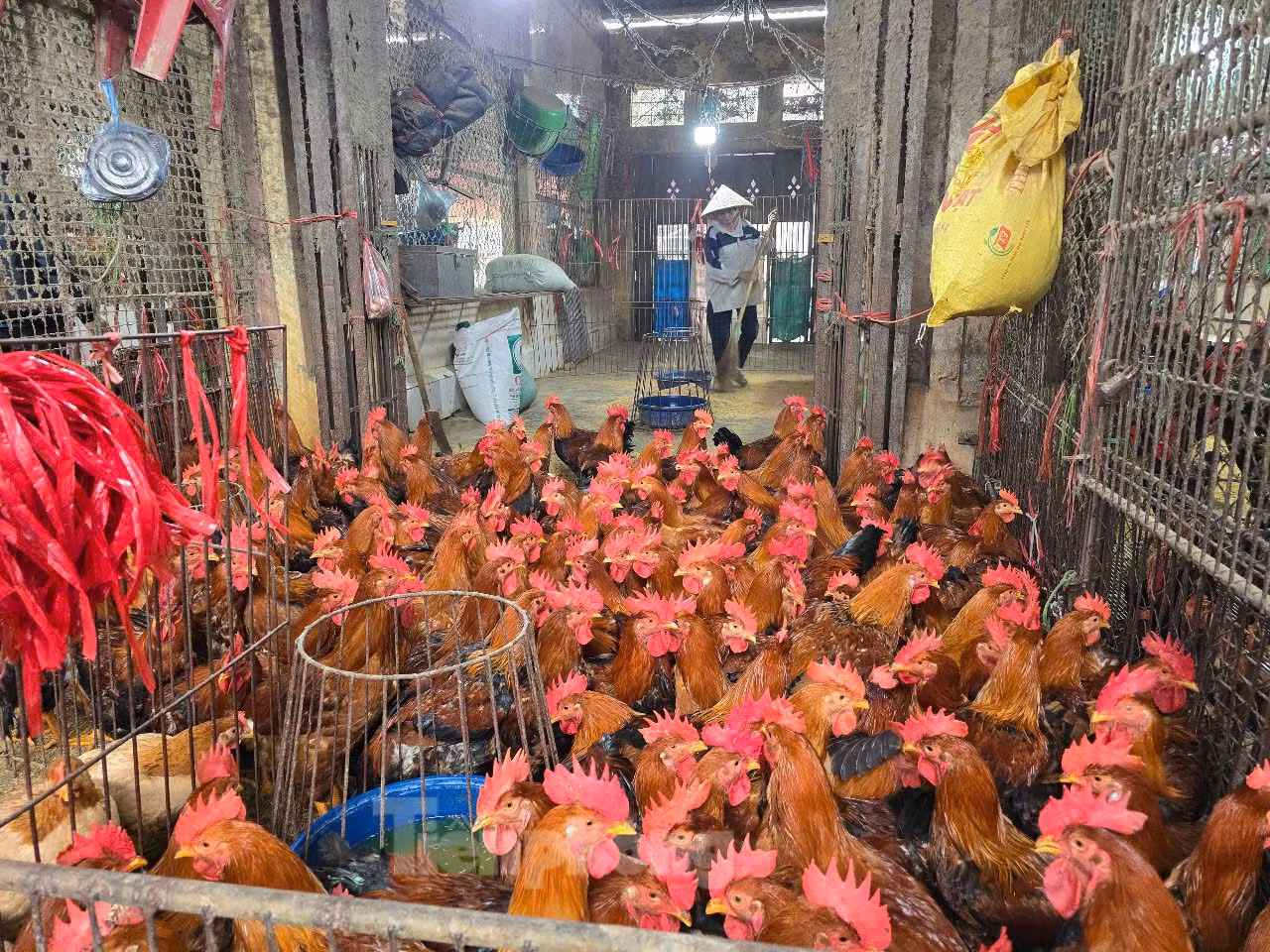 Hiện nay, bệnh cúm A/H5N1 (cúm gia cầm) có diễn biến phức tạp. Mới đây, Bộ Y tế Campuchia đã thông báo 1 ca tử vong do nhiễm cúm gia cầm H5N1. Hiện nay, bệnh cúm A/H5N1 (cúm gia cầm) có diễn biến phức tạp. Mới đây, Bộ Y tế Campuchia đã thông báo 1 ca tử vong do nhiễm cúm gia cầm H5N1.