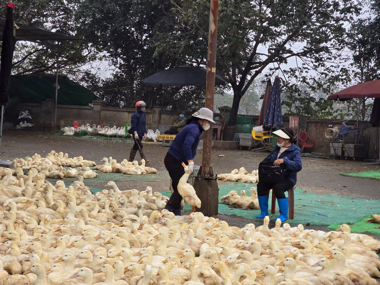 Ông Chung cũng cho biết, vài năm gần đây chợ chưa phát hiện các chủng cúm gia cầm. Dù vậy, nguy cơ bùng phát bệnh có thể xảy ra bất cứ lúc nào. Ông Chung cũng cho biết, vài năm gần đây chợ chưa phát hiện các chủng cúm gia cầm. Dù vậy, nguy cơ bùng phát bệnh có thể xảy ra bất cứ lúc nào.