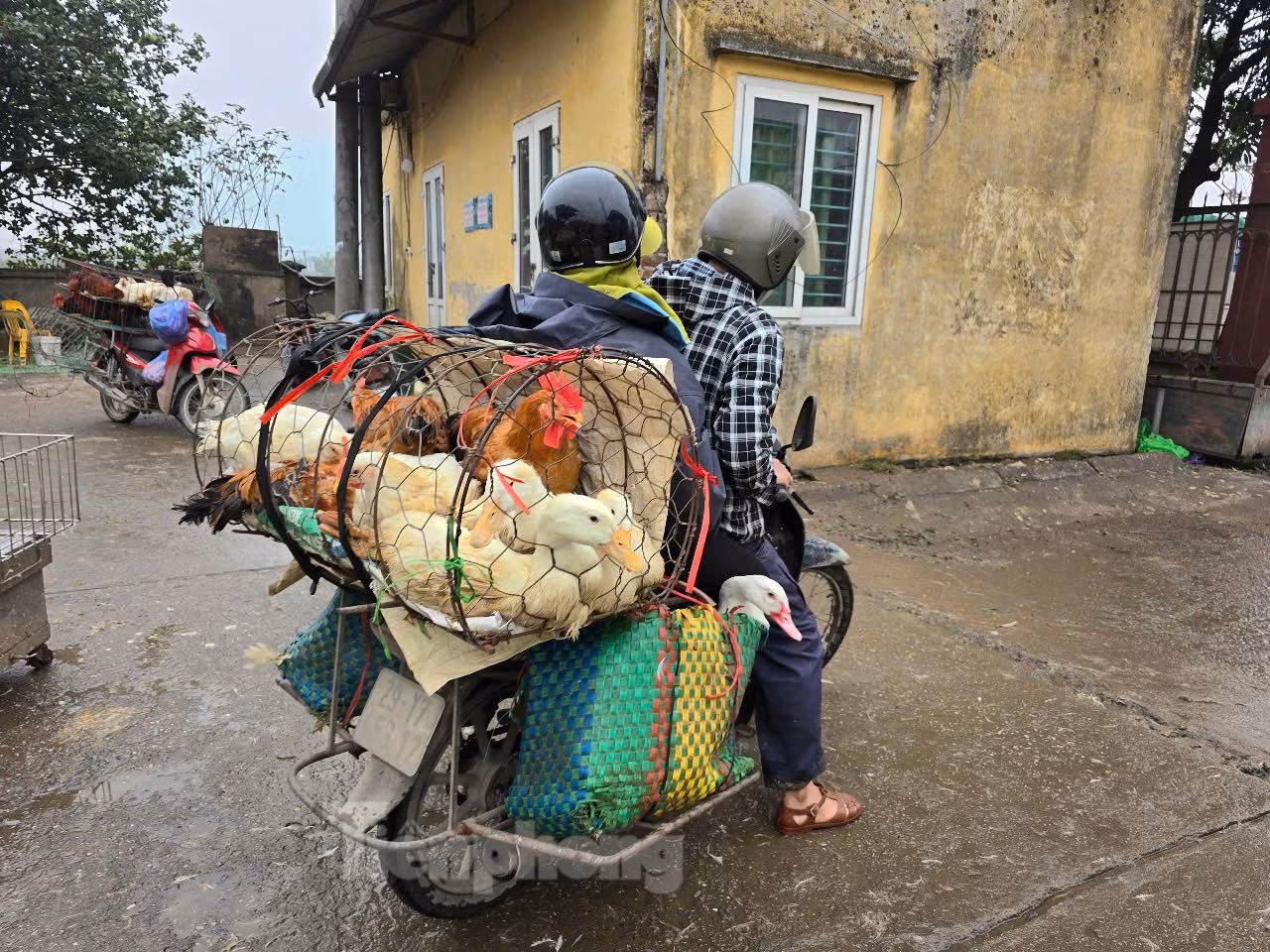 Tiểu thương mua gia cầm từ chợ Hà Vĩ rồi đi bán tại các nơi khác. Tiểu thương mua gia cầm từ chợ Hà Vĩ rồi đi bán tại các nơi khác.