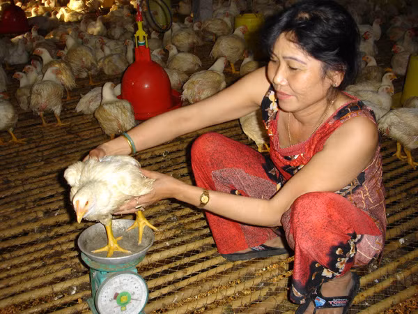 Không nên cứ thấy đắt thì nuôi, rẻ thì bỏ. Ảnh: Đại Dương
