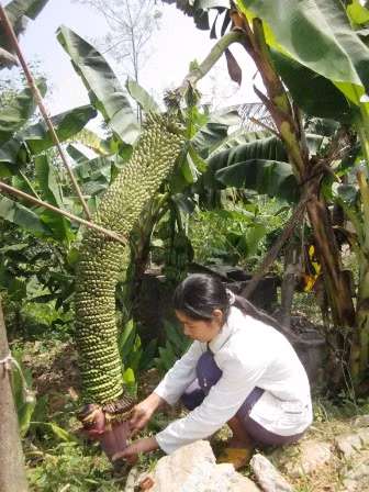 Chị Hồng phải chằng dây buồng chuối khỏi gãy