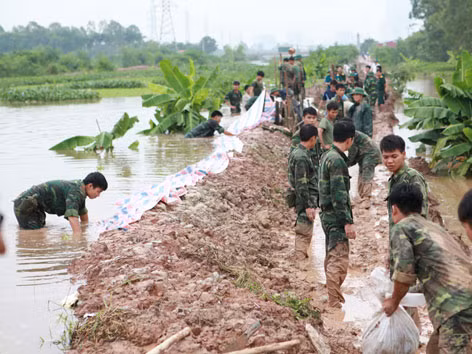 Gia cố chống tràn ở đê sông Nhuệ (Hà Nội). Ảnh: T.P