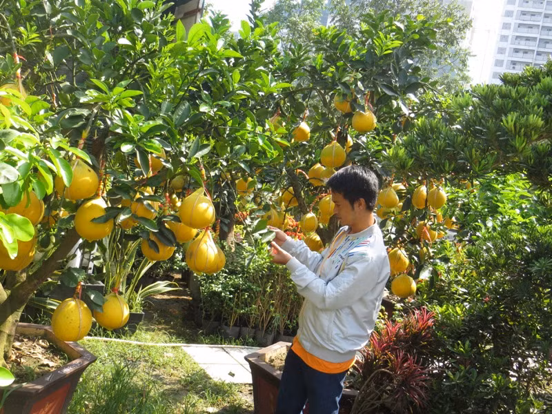 50 triệu đồng một cây bưởi Diễn chơi Tết ở Sài Gòn ảnh 3