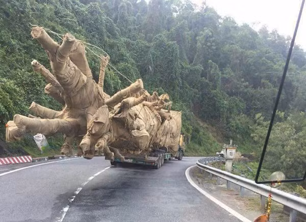 Tiết lộ của ông chủ doanh nghiệp chuyên chở cây 'quái thú' ảnh 1